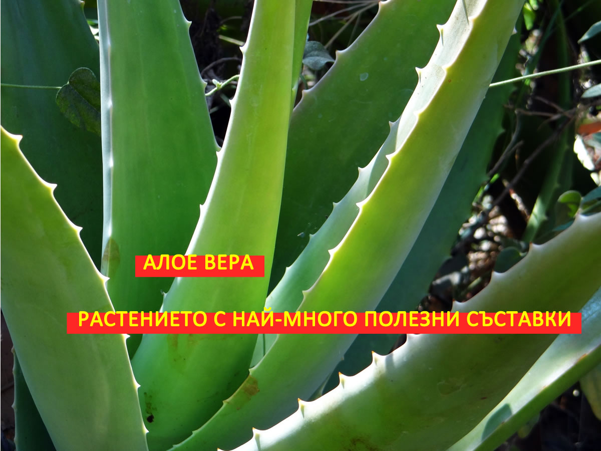 aloe vera rastenieto s na mnogo polezni sastavki