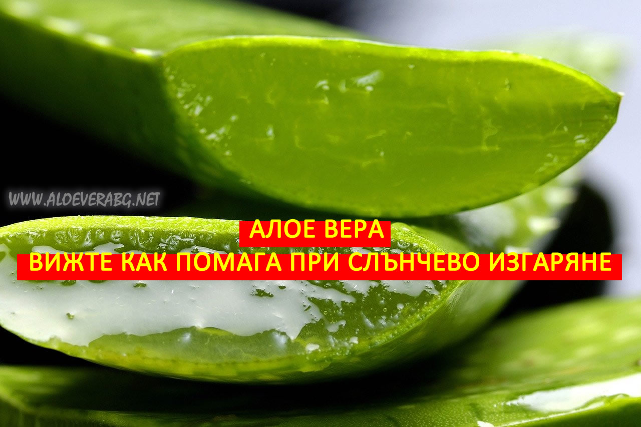 Алое Вера - Най-добрият Помощник при Слънчево изгаряне! Алое Вера - Най-добрият Помощник при Слънчево изгаряне!